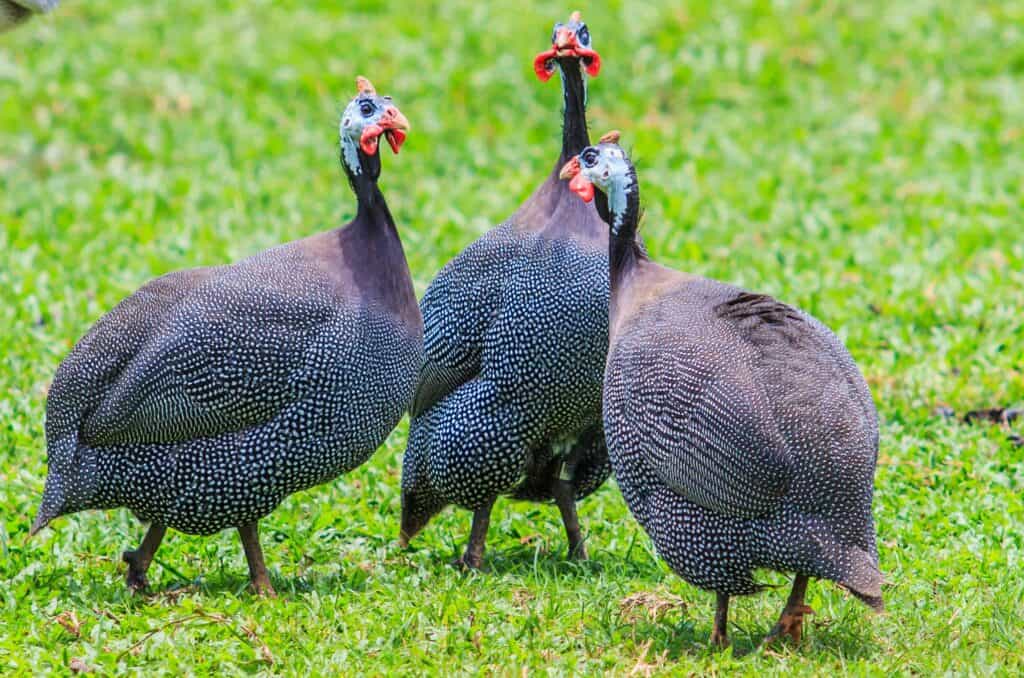 guinea fowl