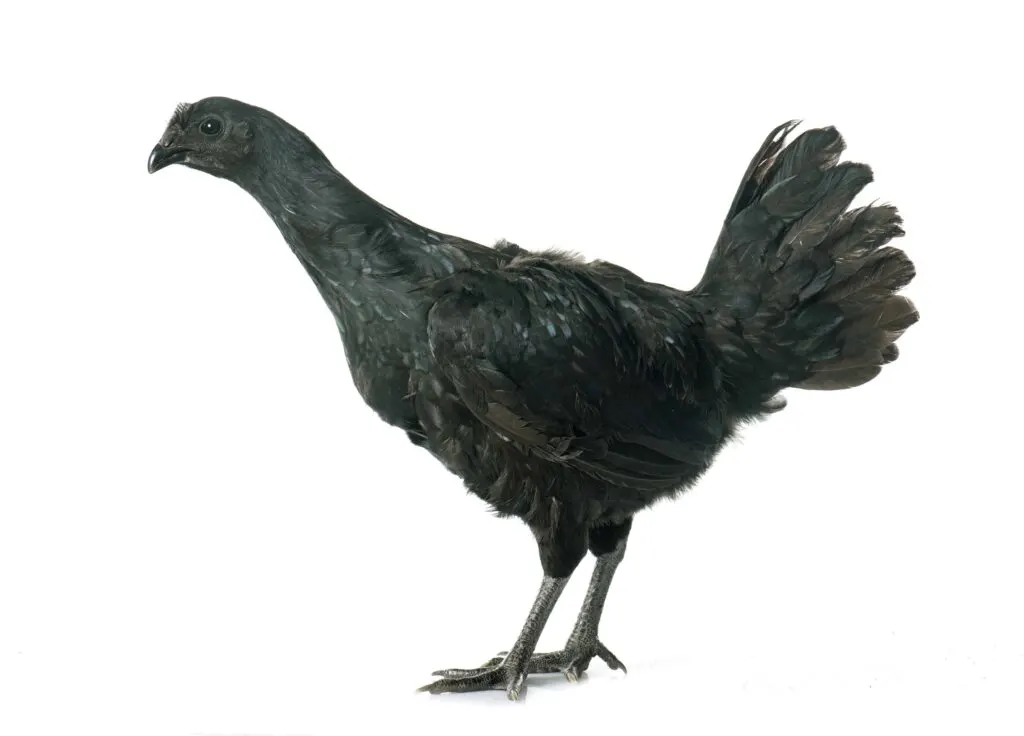 ayam cemani chicken