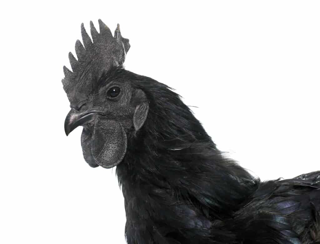 ayam cemani chicken