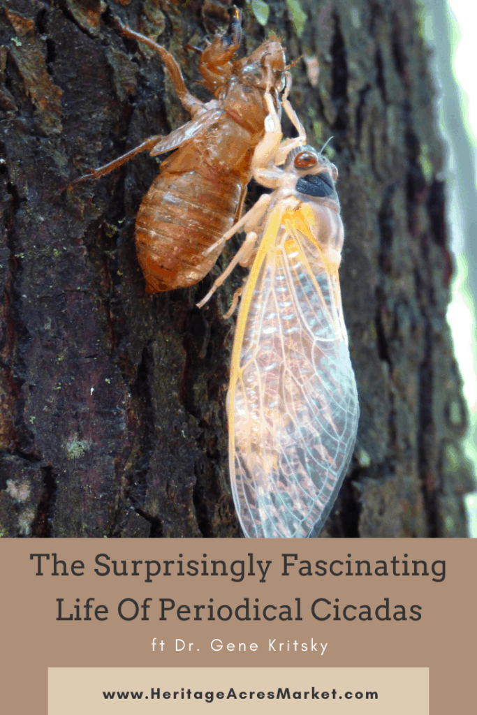 Emerging periodical cicada on tree bark