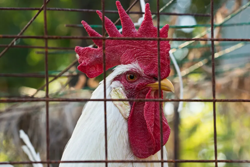 white leghorn chickens