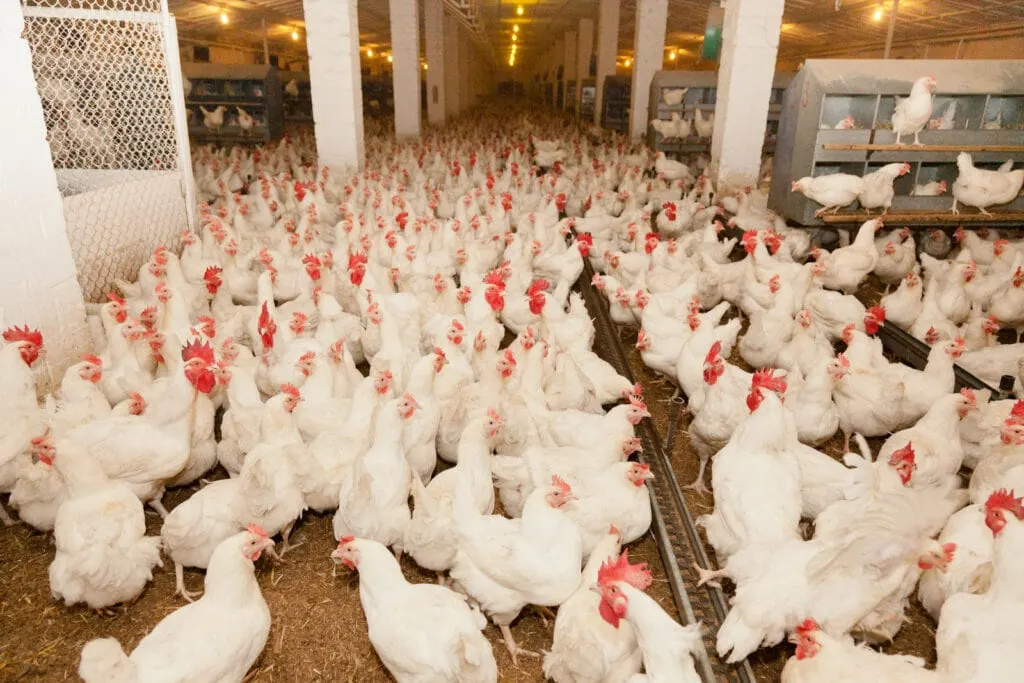 white leghorn chickens