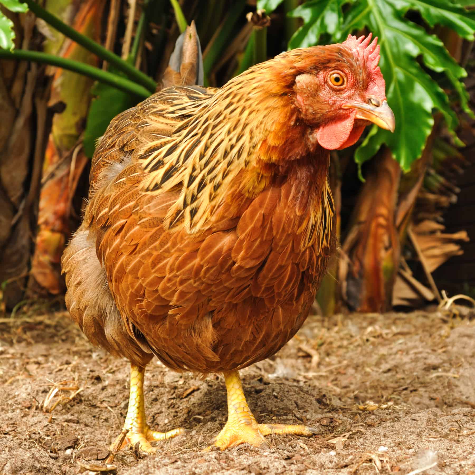 Welsummer Chickens The Ultimate Guide To A Favorite Of British Royalty