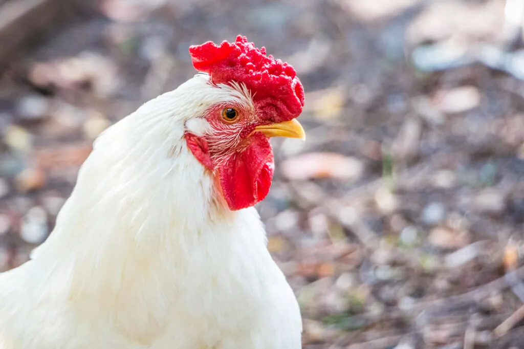 leghorn chicken