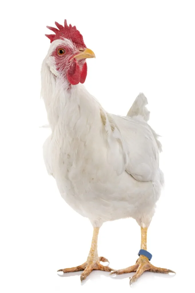 white leghorn chickens