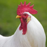 white leghorn chickens