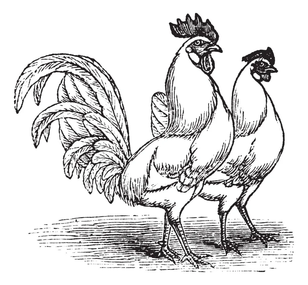 leghorn chickens
