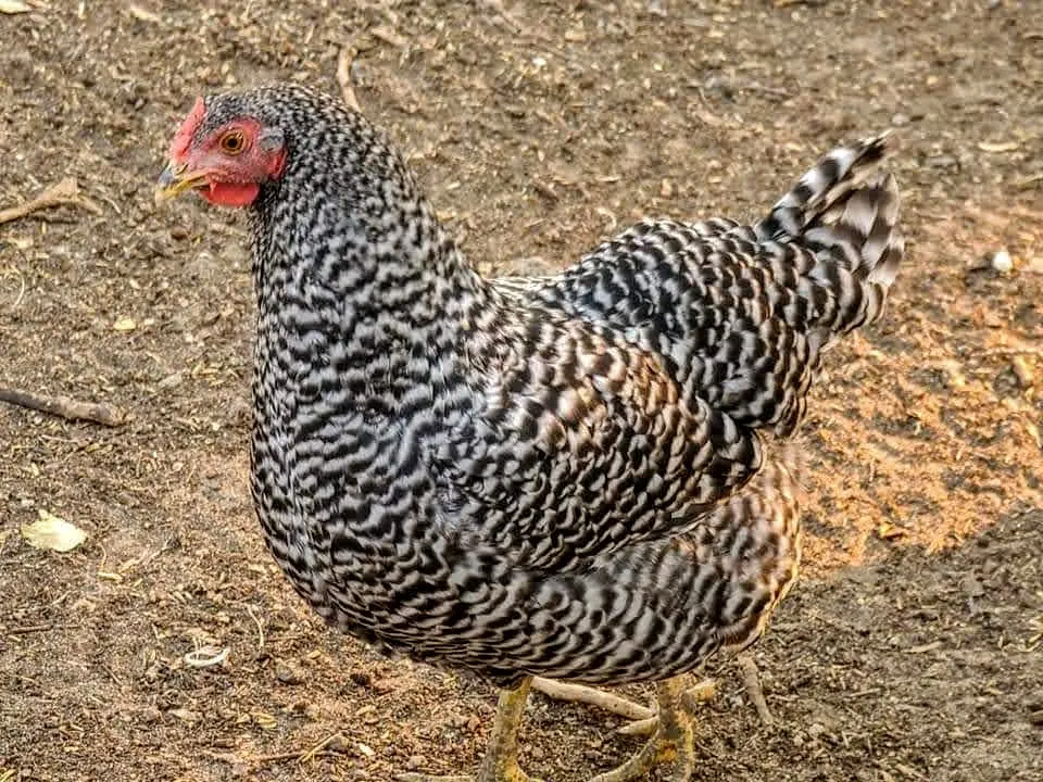 dominique chicken