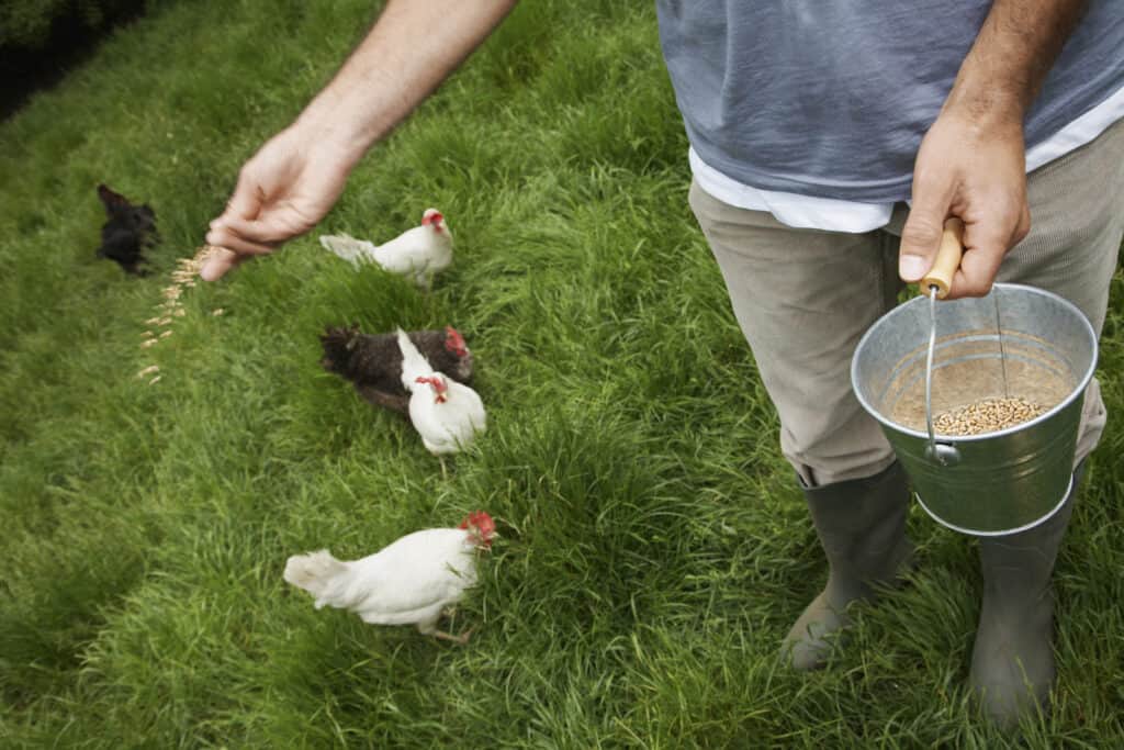 person feeding chickens