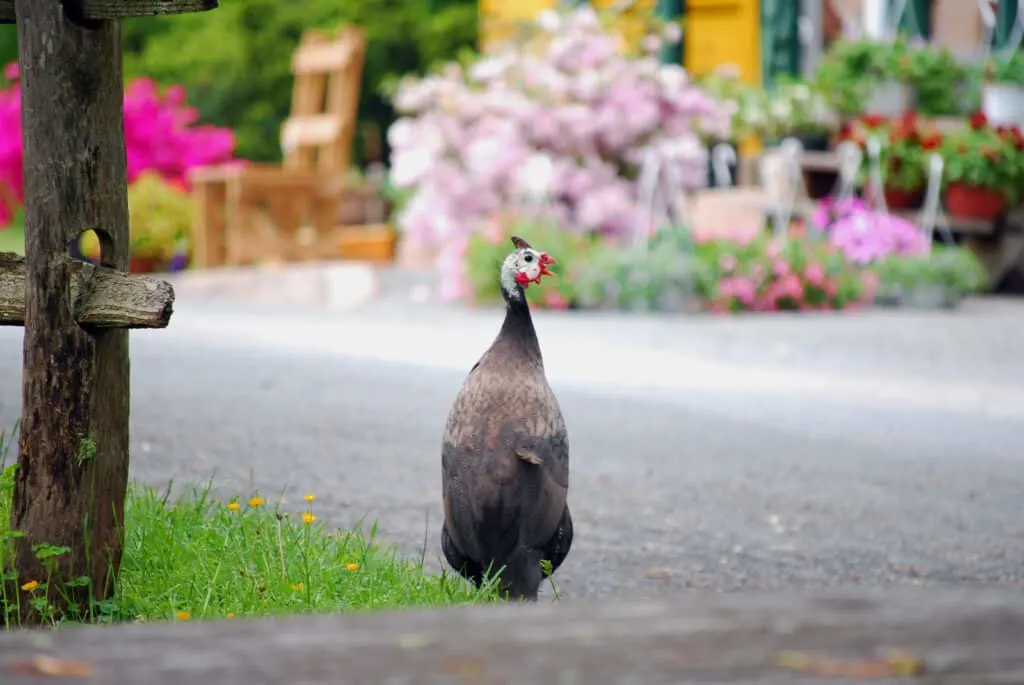 guinea fowl