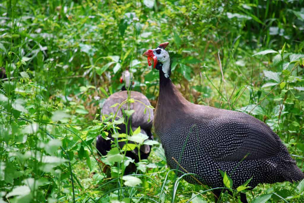 guinea fowl