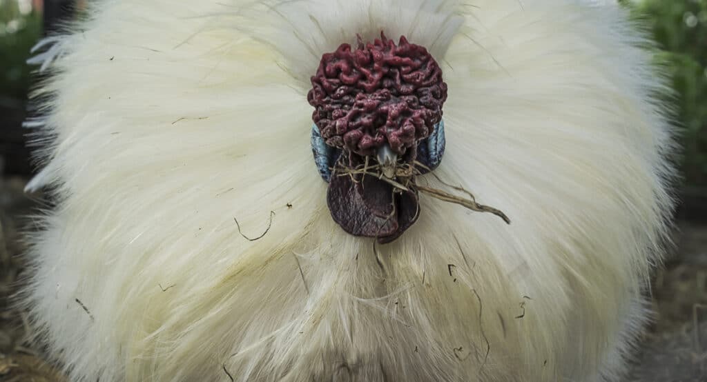 Silkie rooster