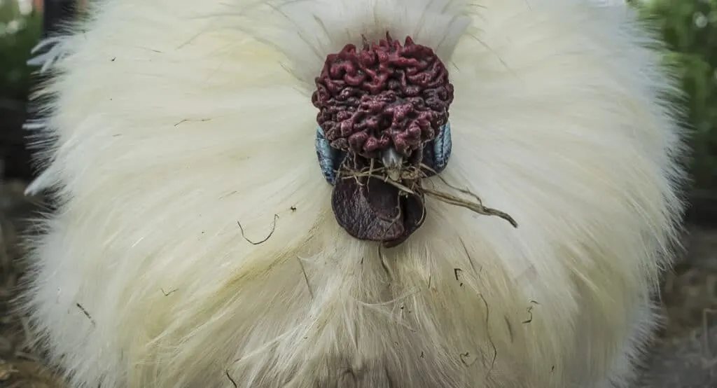 Silkie rooster