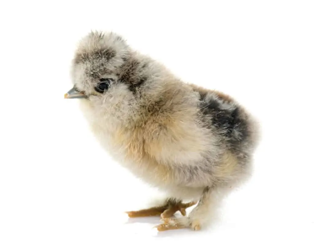 silkie chick