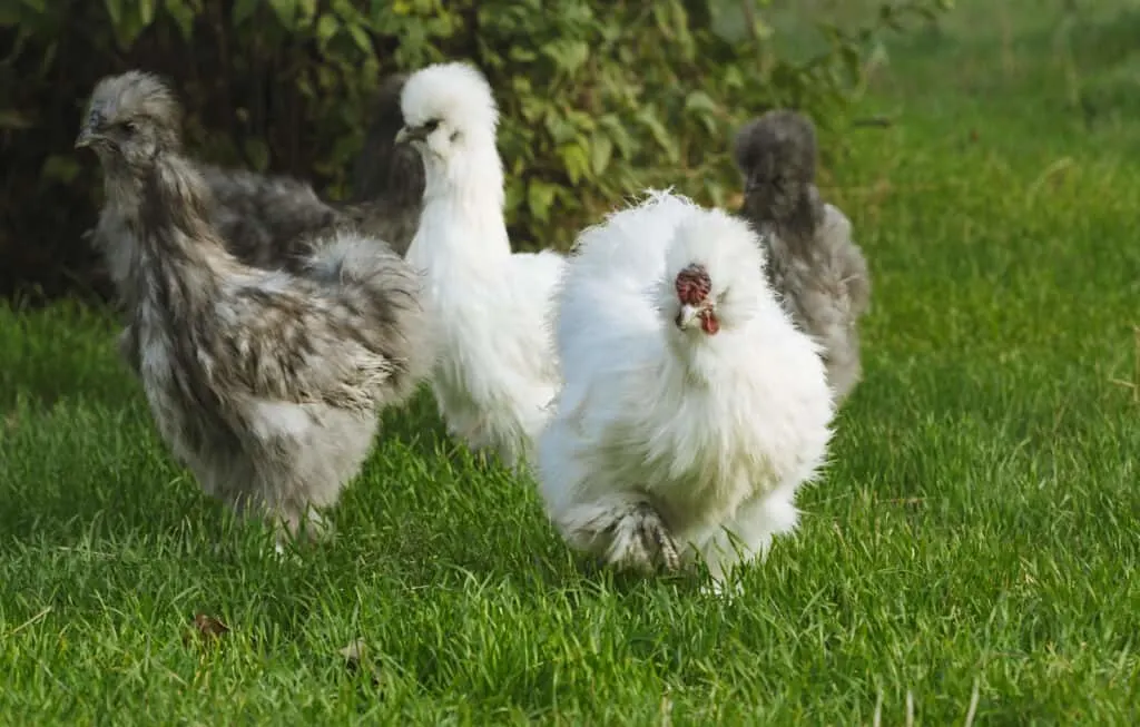 Silkie chickens