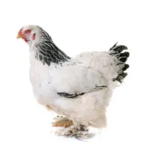 light brahma chicken