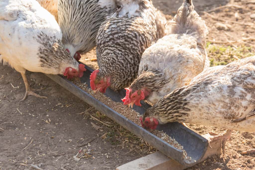 chickens eating from homemade feeder