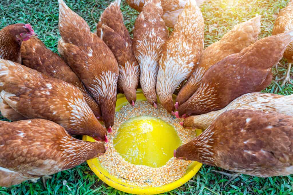 brown chickens eating from feeder