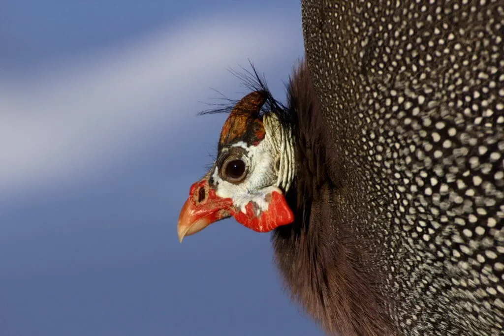 guinea fowl