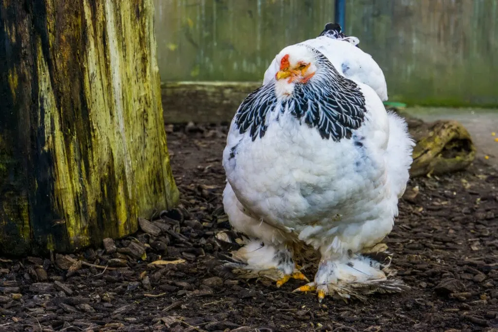 Birds, Brahma chicken / Brahmahuhn