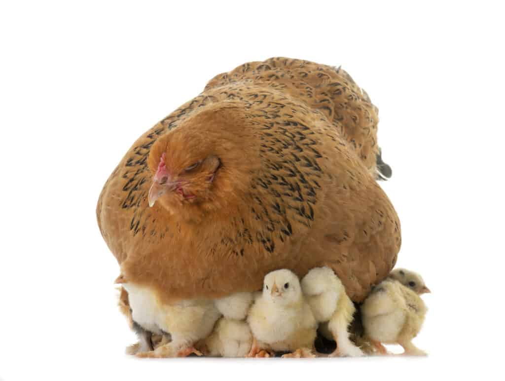 buff brahma chicken with baby chicks