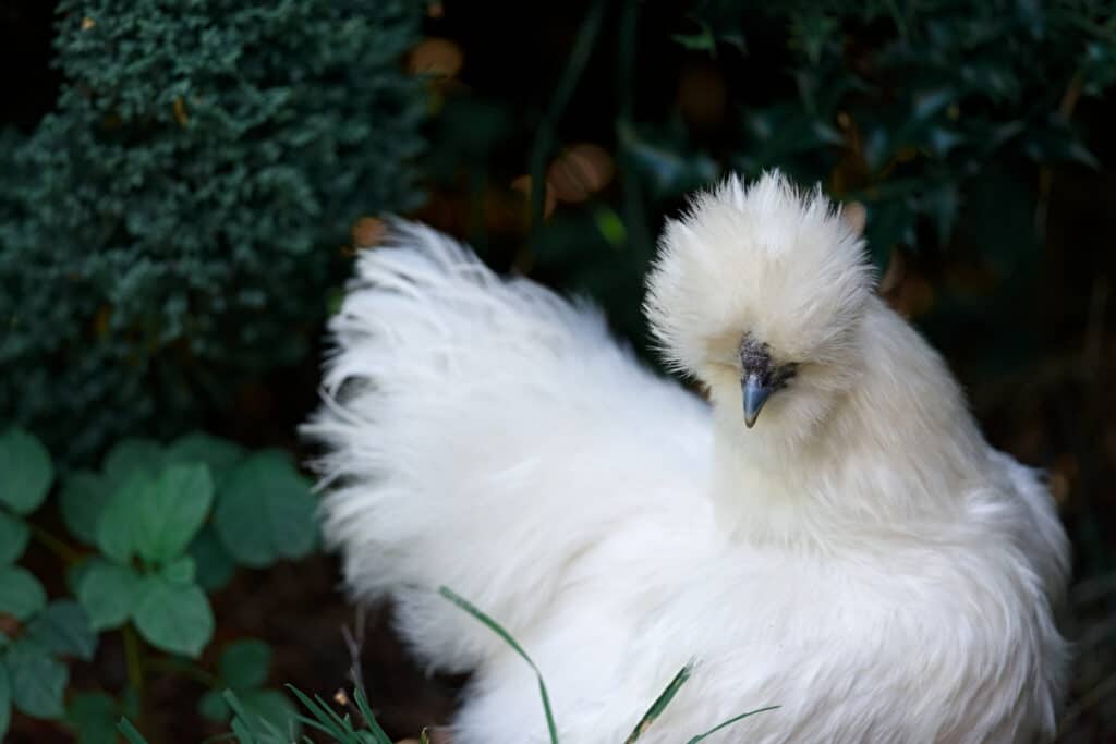 white silkie hen