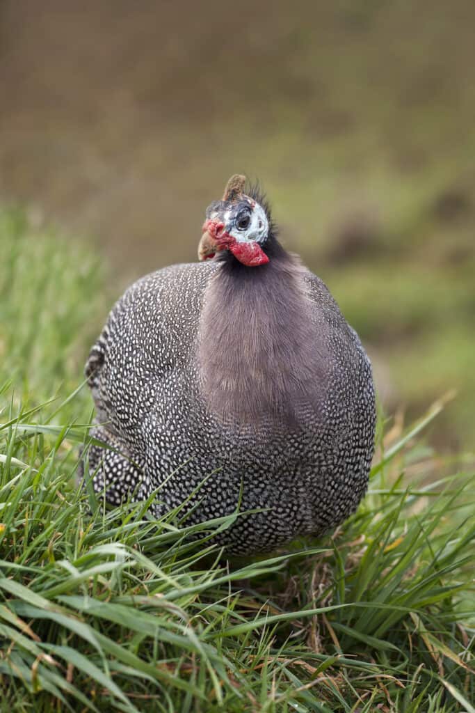 guinea fowl