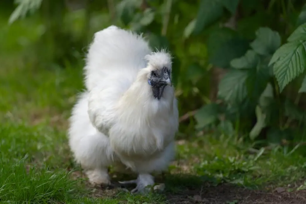 Silkie chicken