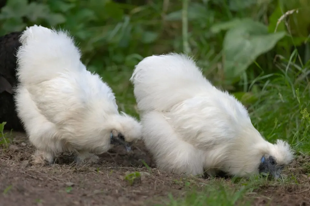 white silkie chicken