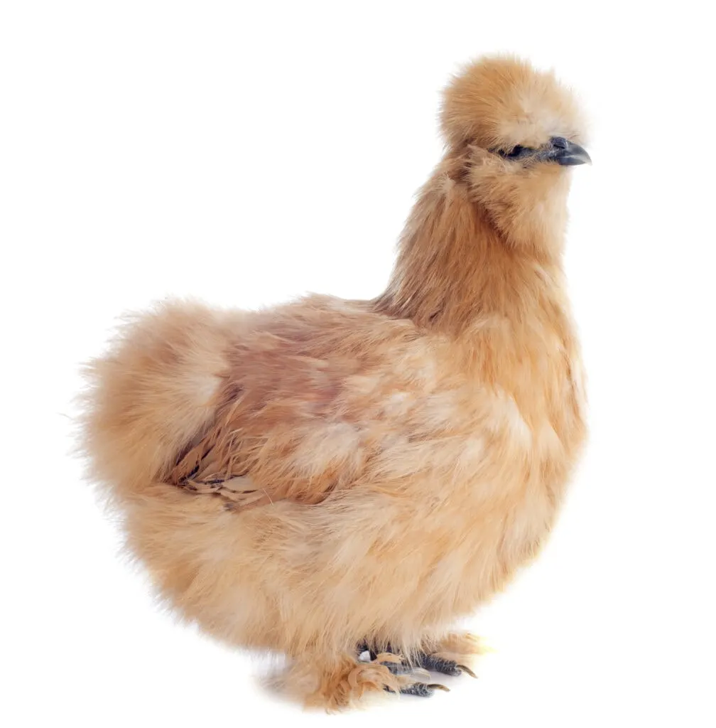 buff Silkie chicken