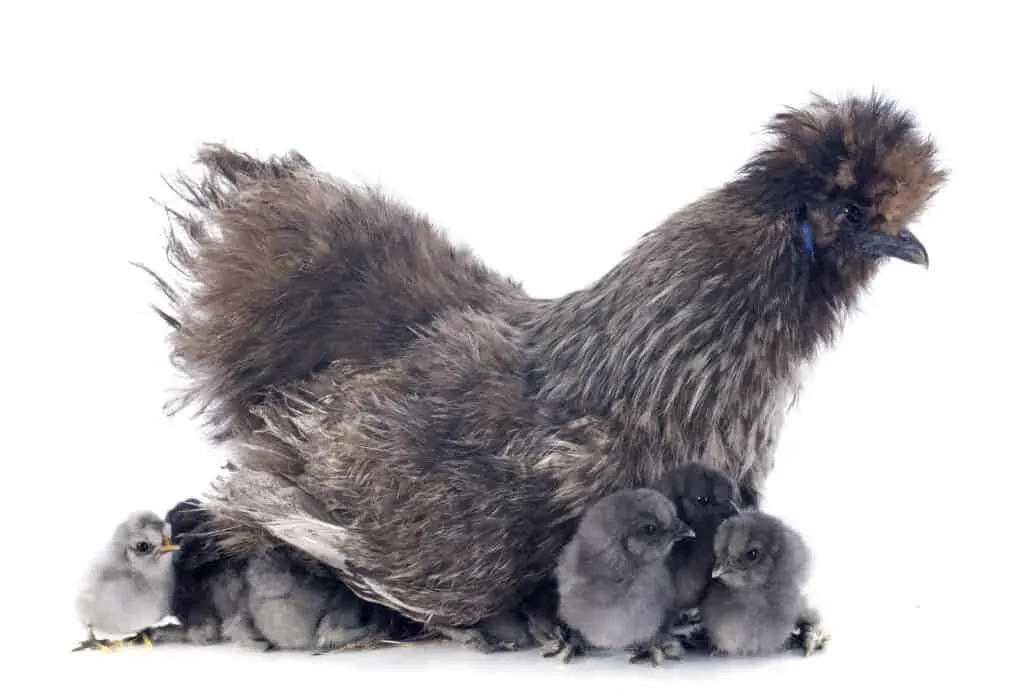 silkie chicken with chicks