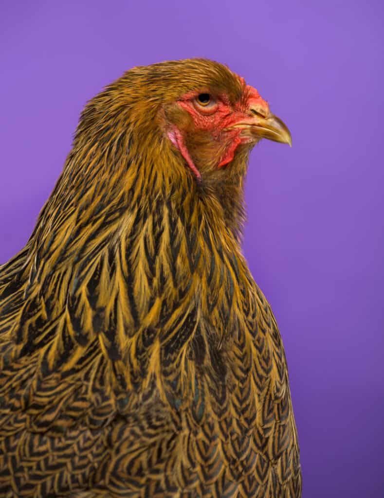 buff brahma chicken