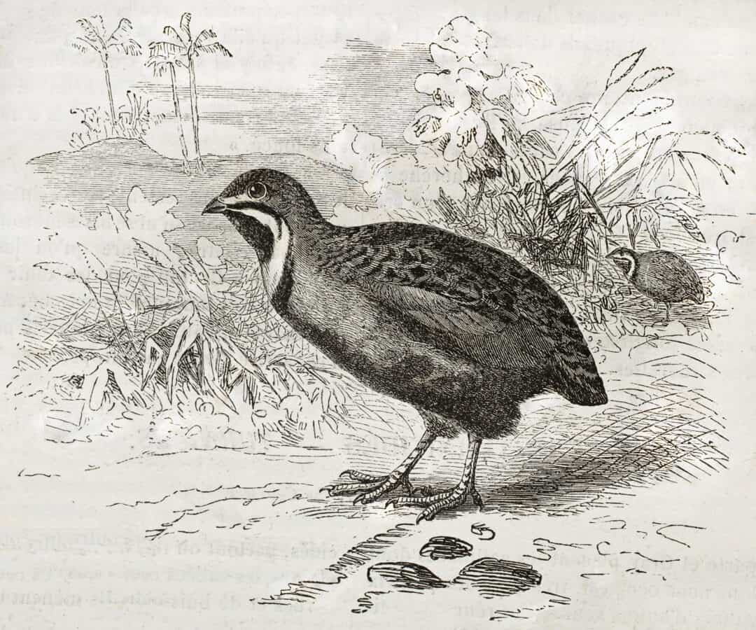 Button Quail: Chinese Blue Painted or King Quail - Heritage Acres ...