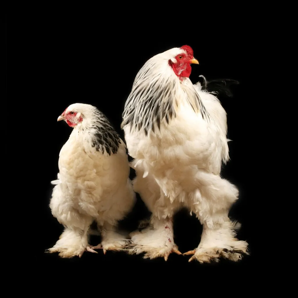 Light brahma hen and rooster