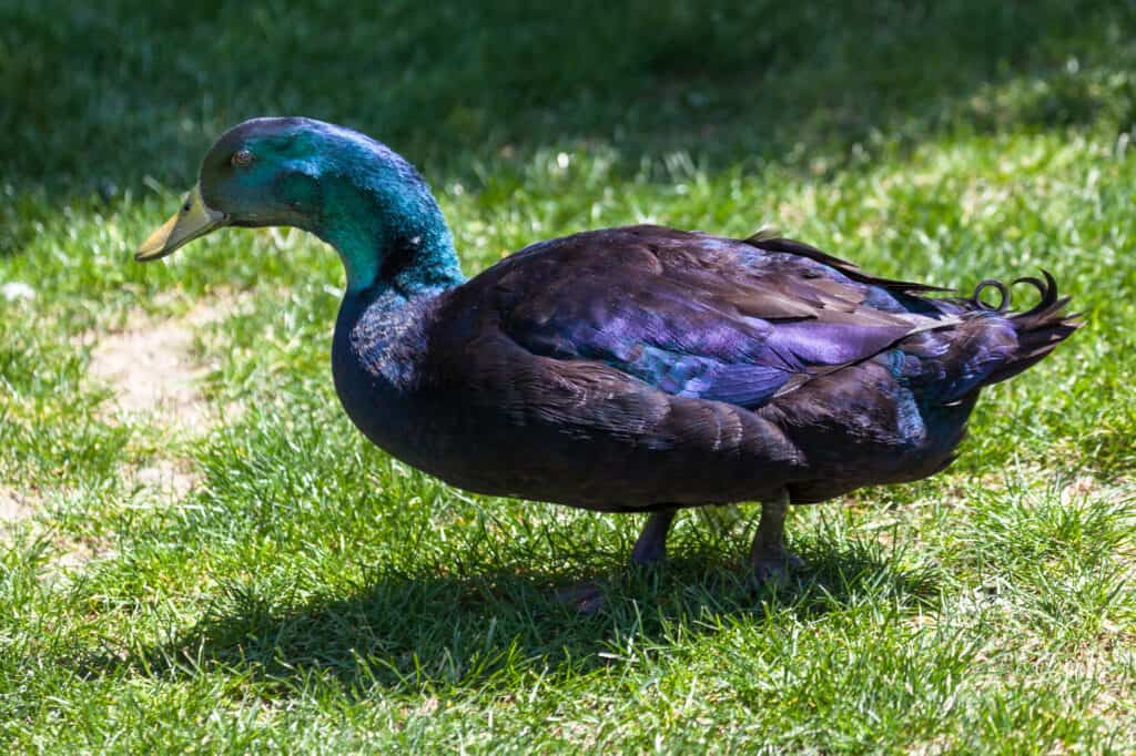 Cayuga Duck