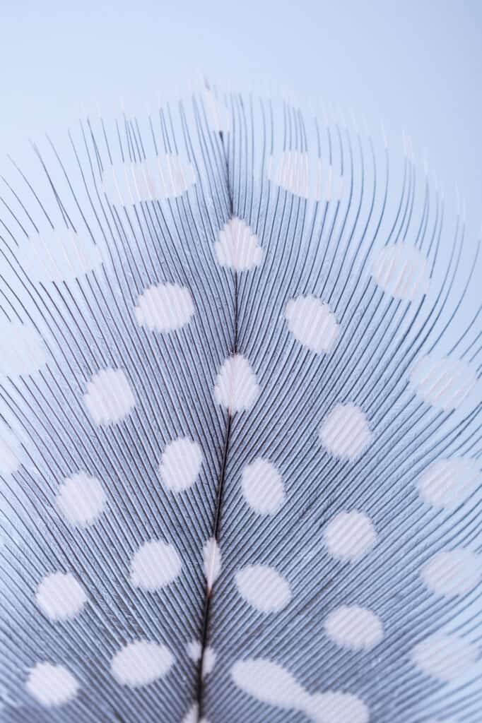 guinea fowl feather