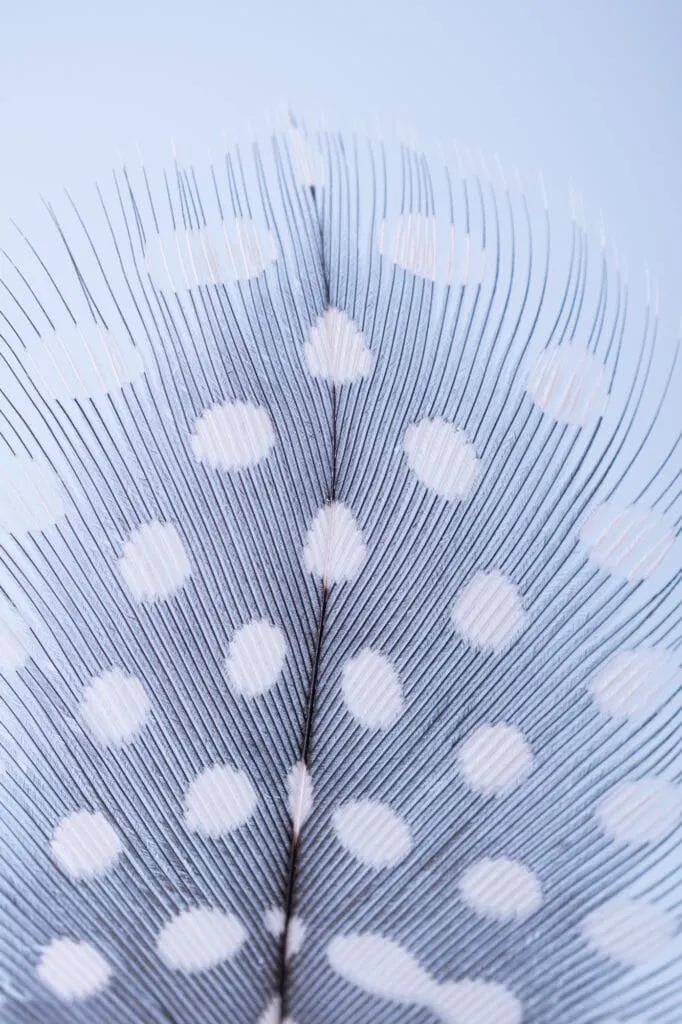 guinea fowl feather