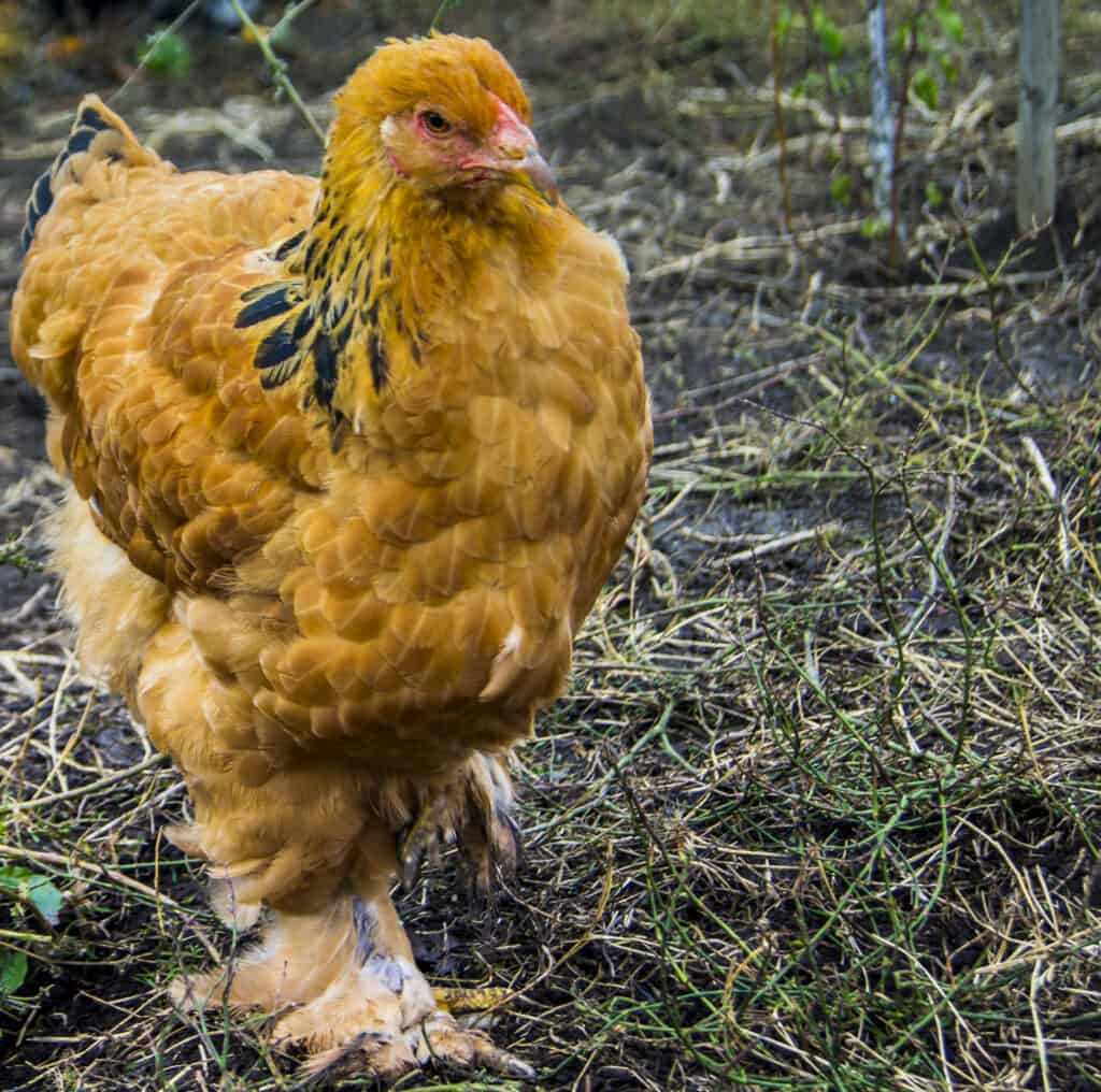 buff brahma chicken