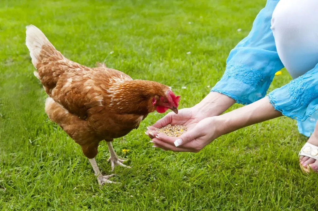 chicken eating from womans hands