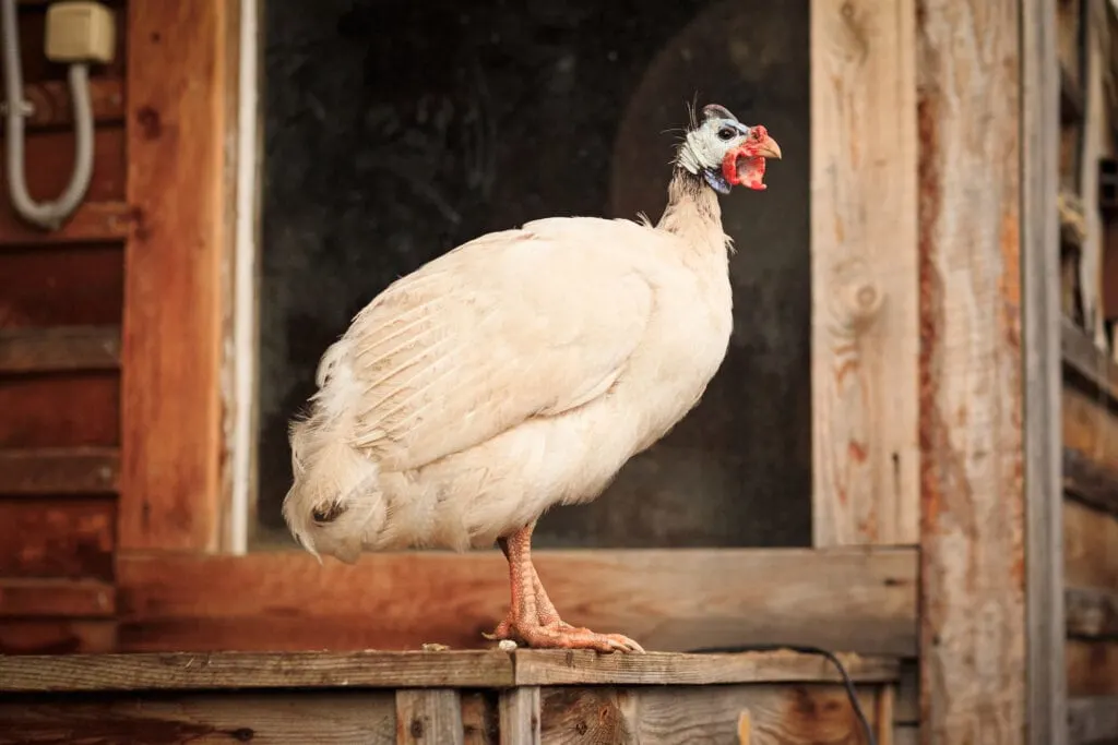 White guinea fowl