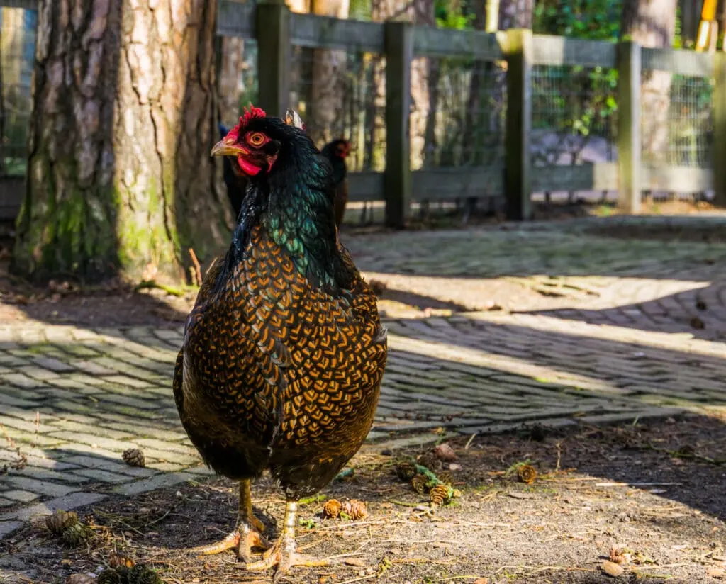 Barnevelder hen chicken