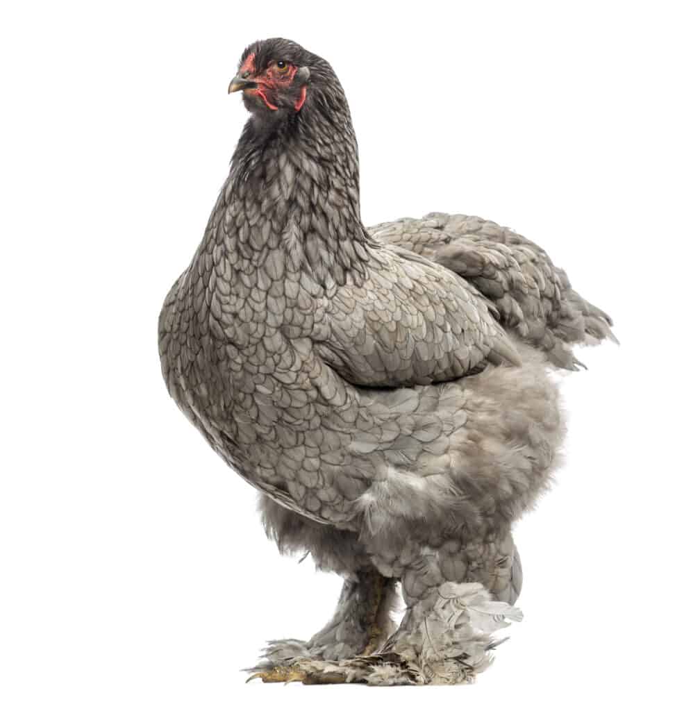 Brahma hen, Chicken breed by Anonymous