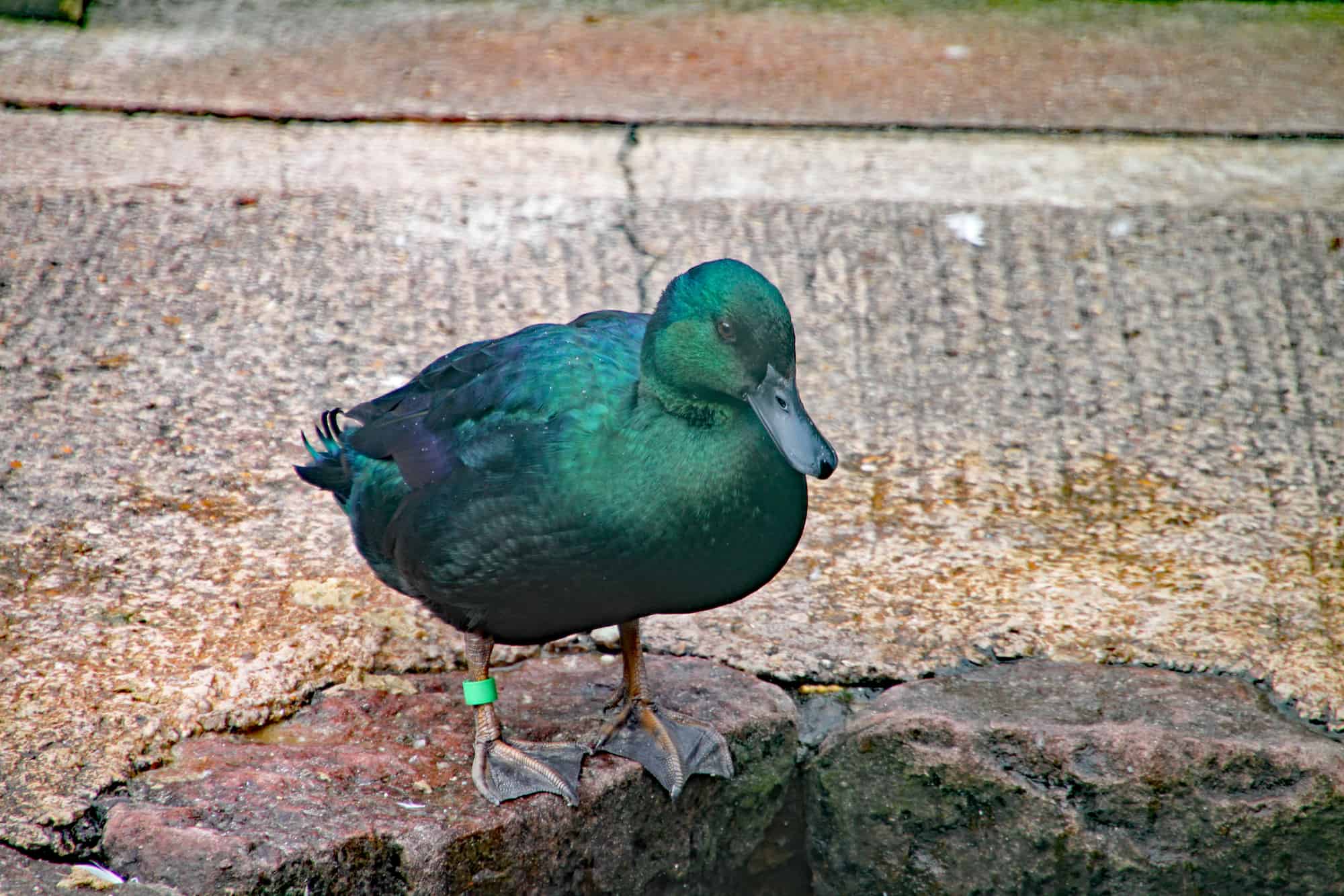 Cayuga Duck A Domesticated American Black Duck Breed