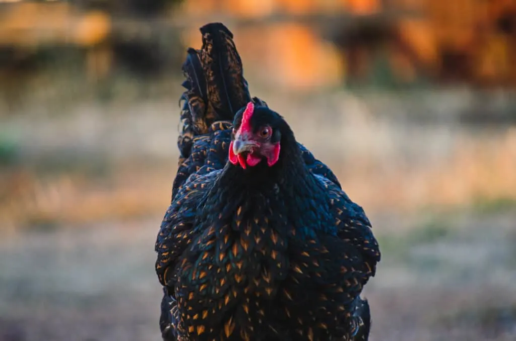 Barnevelder chicken