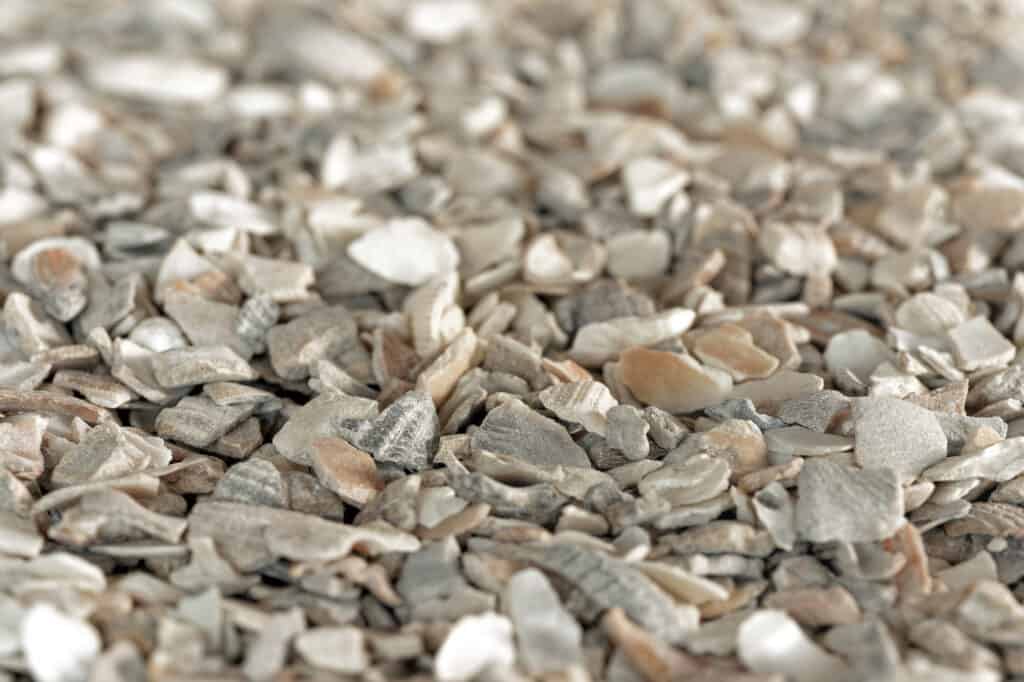 oyster shell for chickens