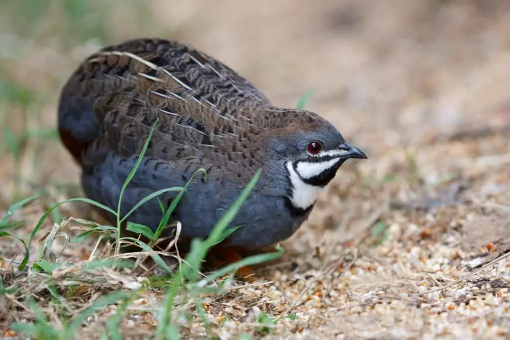 button quail