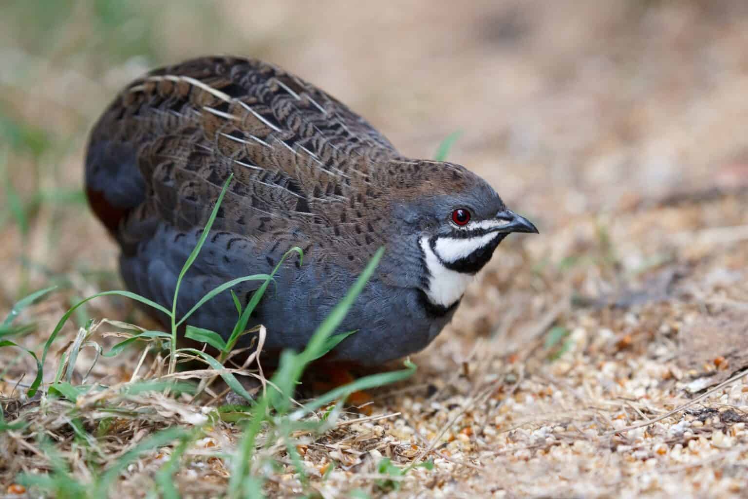 Button Quail: Chinese Blue Painted or King Quail - Heritage Acres