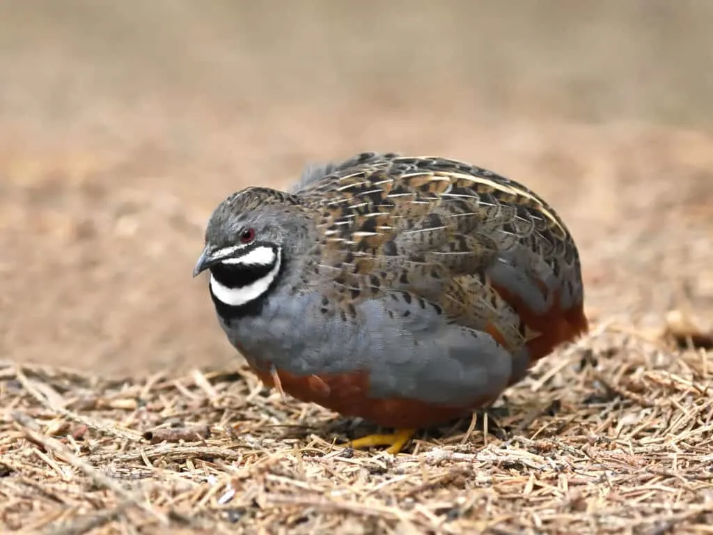 button quail