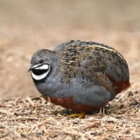 button quail