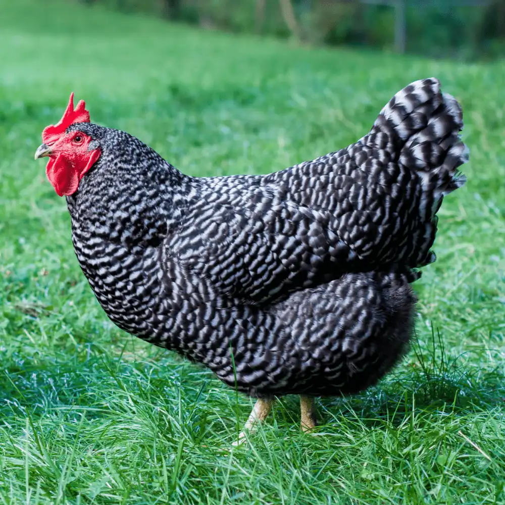 Barred Rock Bantam Chickens